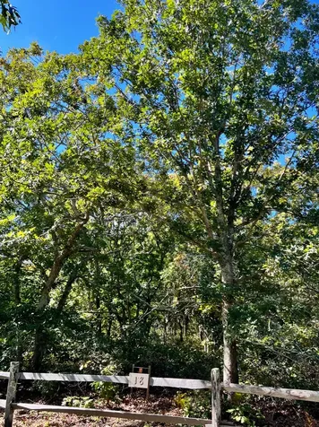 18 Bold Meadow Road Edgartown MA 02539