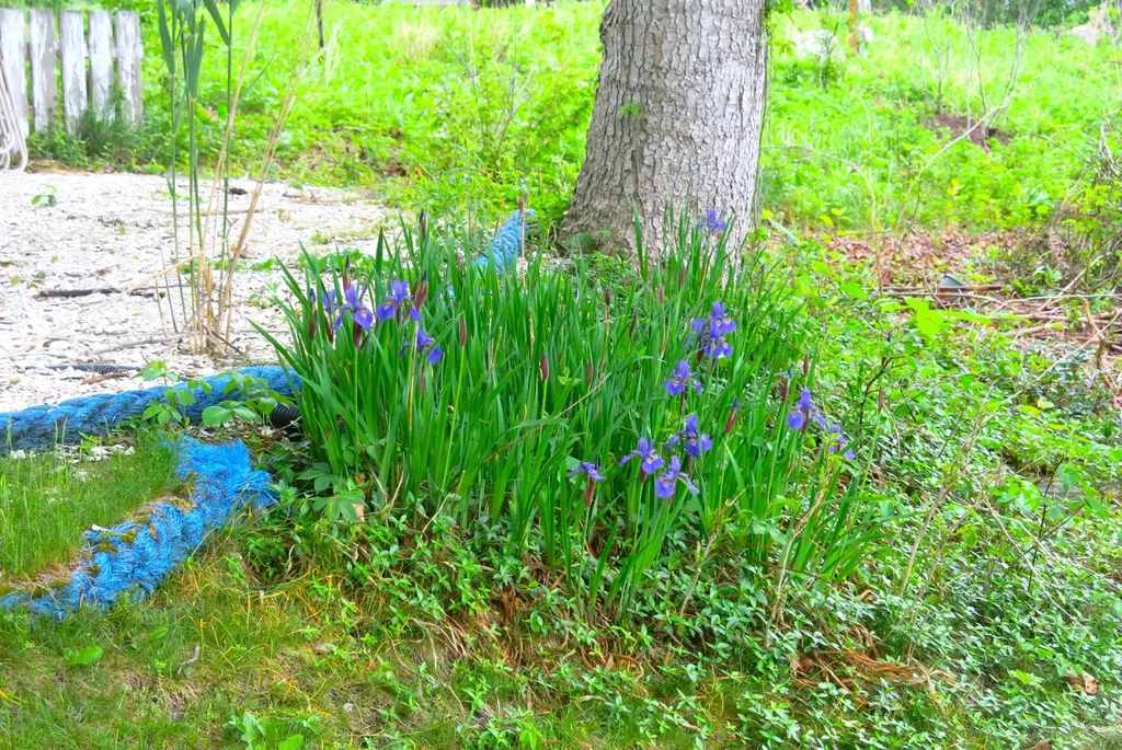 66 Canonicus Avenue Oak Bluffs MA 02557