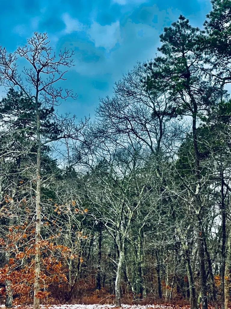 2 Old Farms Trail Edgartown MA 02539