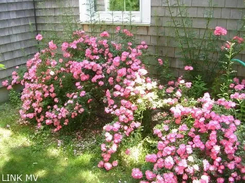 52 Marthas Road Edgartown MA 02539