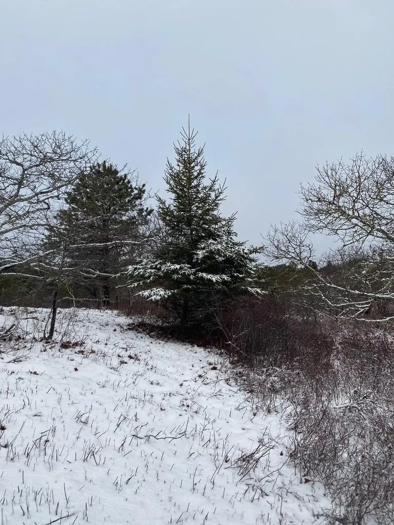 5 9 & 11 Cedar Lane Chilmark MA 02535