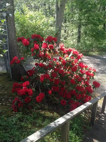 233 Daggett Avenue Vineyard Haven MA 02568