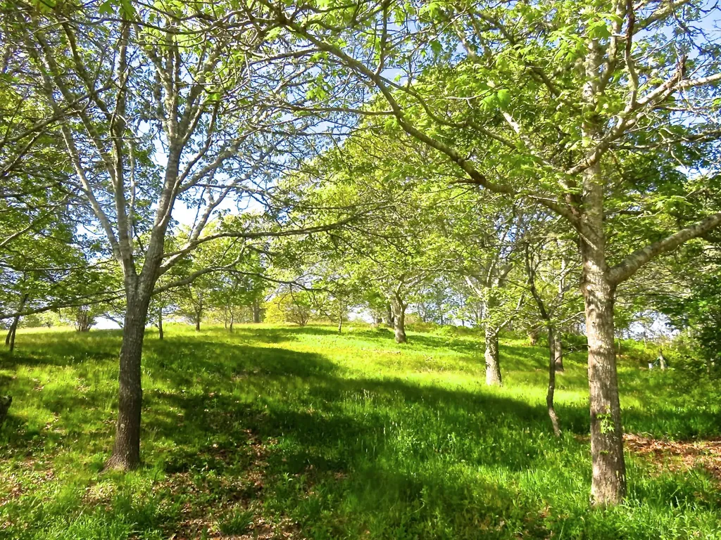 11B Rose Meadow Way Aquinnah MA 02535