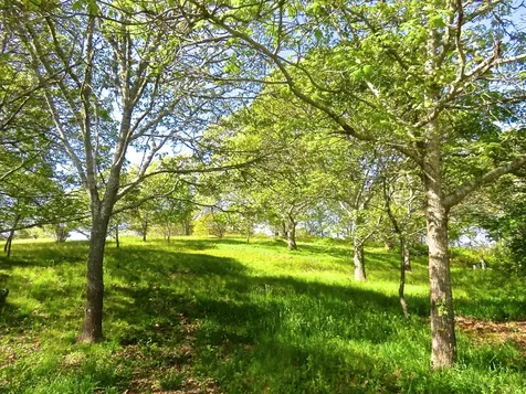 11B Rose Meadow Way Aquinnah MA 02535