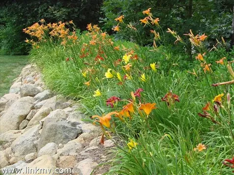 7 Quail Run Oak Bluffs MA 02557