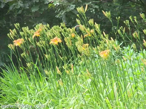 7 Quail Run Oak Bluffs MA 02557