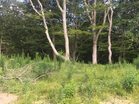 3 Maple Hill Drive Aquinnah MA 02535