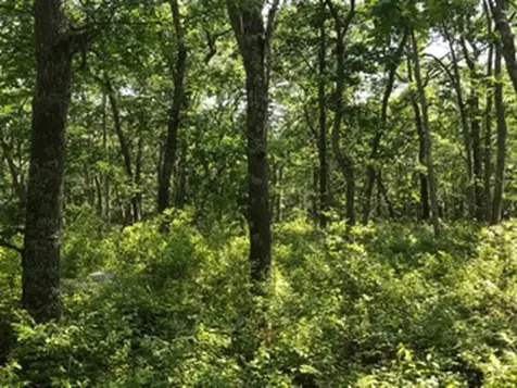 0 Takemmy Path West Tisbury MA 02575
