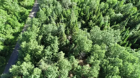 Lot 39 Smith (HANEY) Road Cary Plt ME 04471