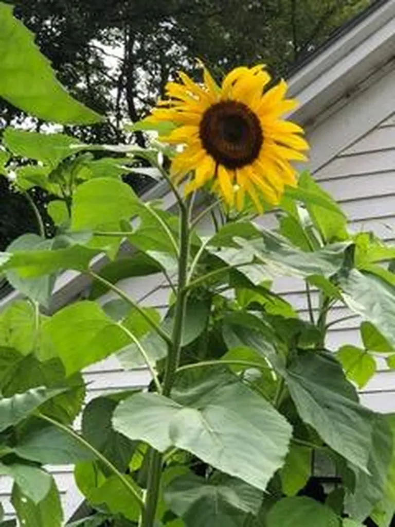 3 Moulton Hill Road Sebec ME 04481