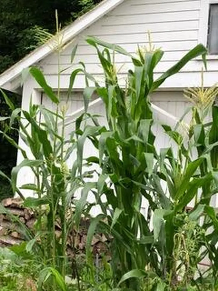 3 Moulton Hill Road Sebec ME 04481