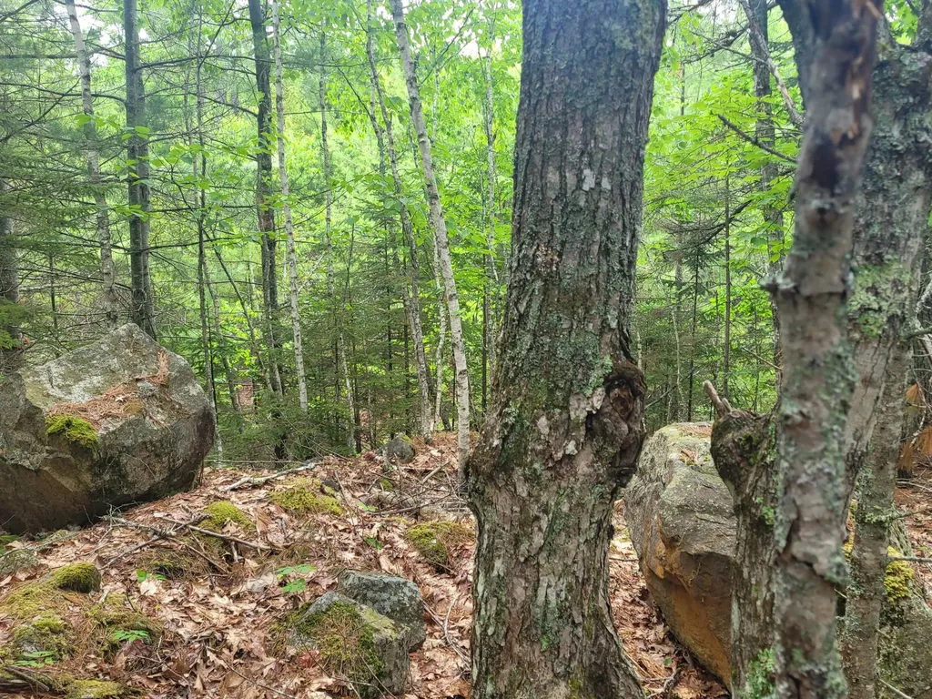 Tbd Grindleville Road Blue Hill ME 04614
