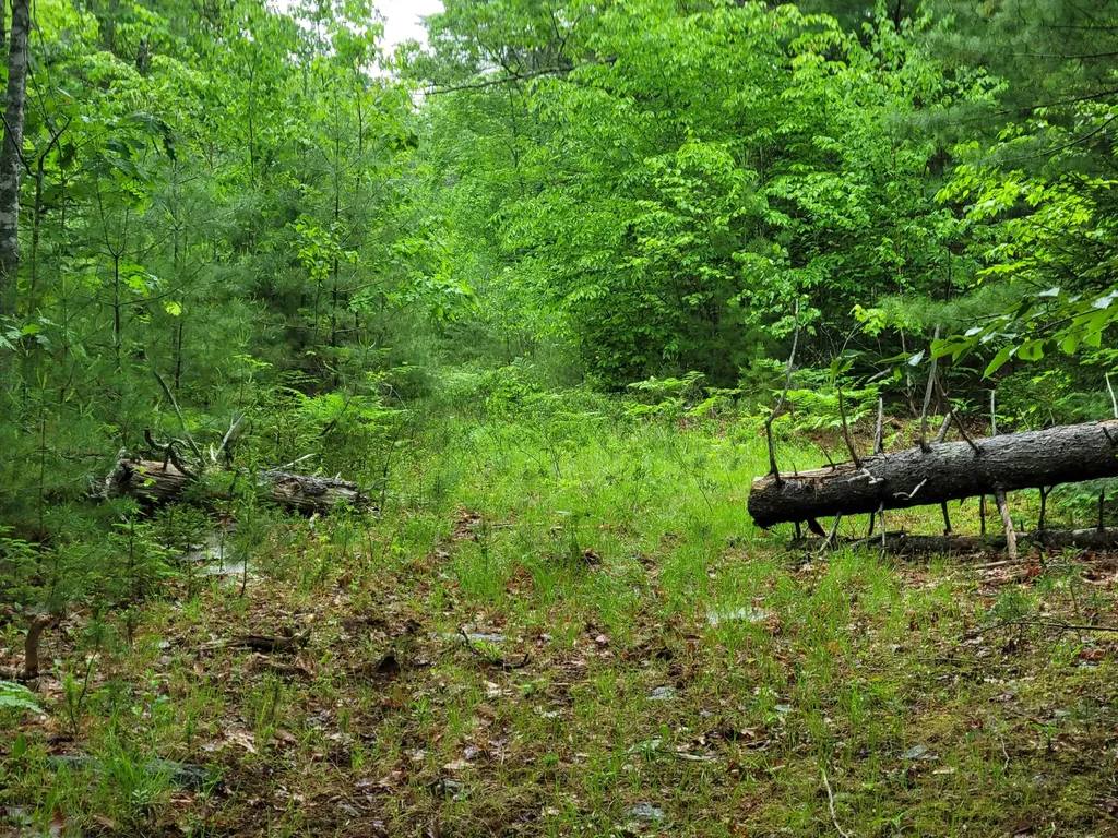 Tbd Grindleville Road Blue Hill ME 04614
