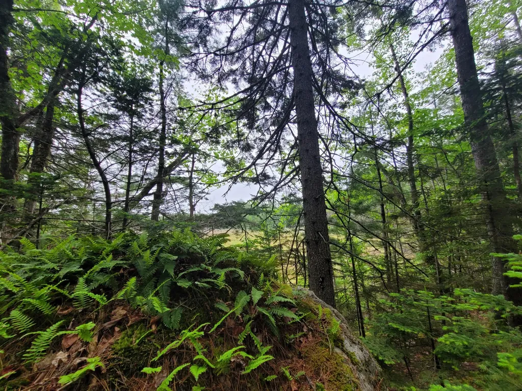Tbd Grindleville Road Blue Hill ME 04614