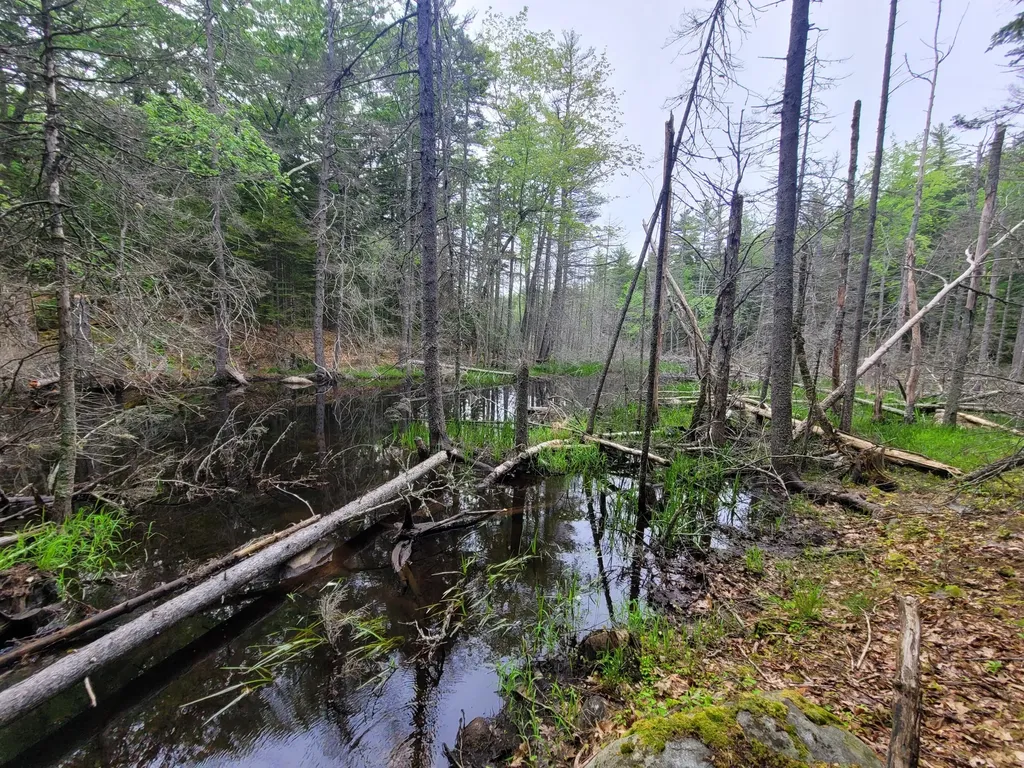 Tbd Grindleville Road Blue Hill ME 04614