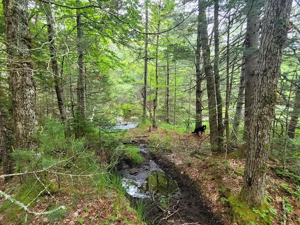 Tbd Grindleville Road Blue Hill ME 04614