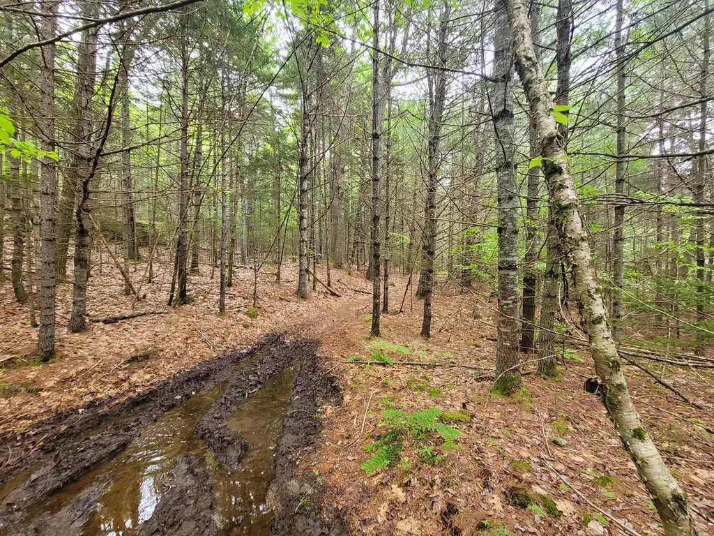 Tbd Grindleville Road Blue Hill ME 04614