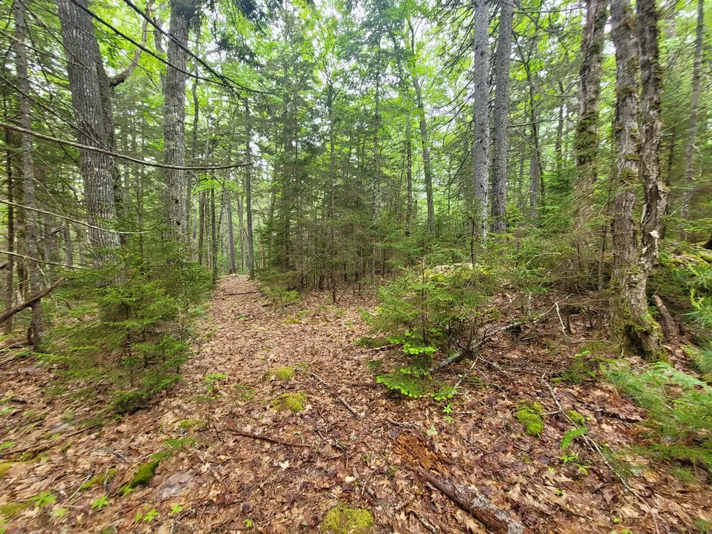 Tbd Grindleville Road Blue Hill ME 04614