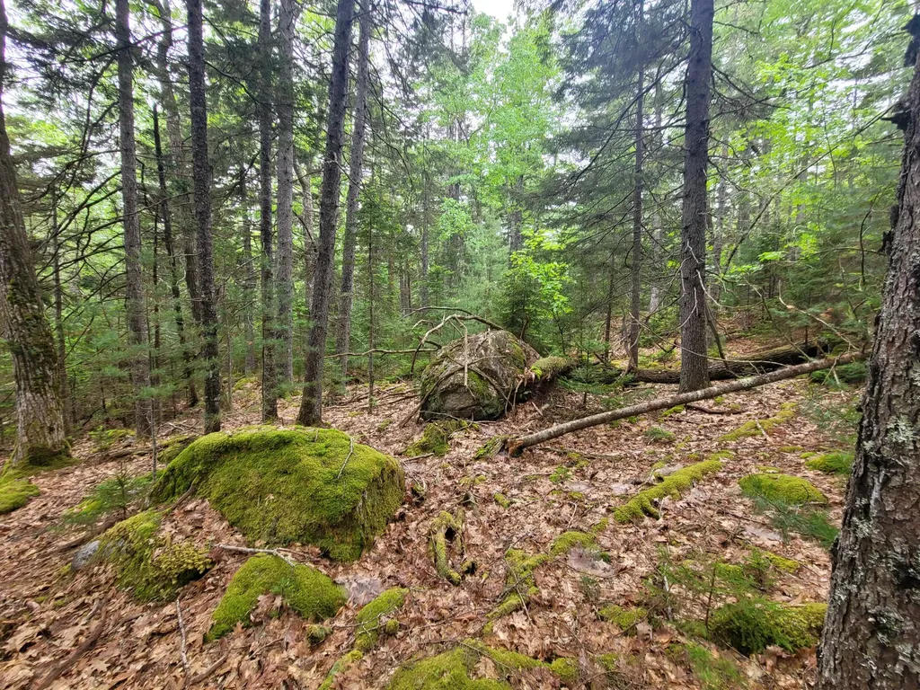 Tbd Grindleville Road Blue Hill ME 04614