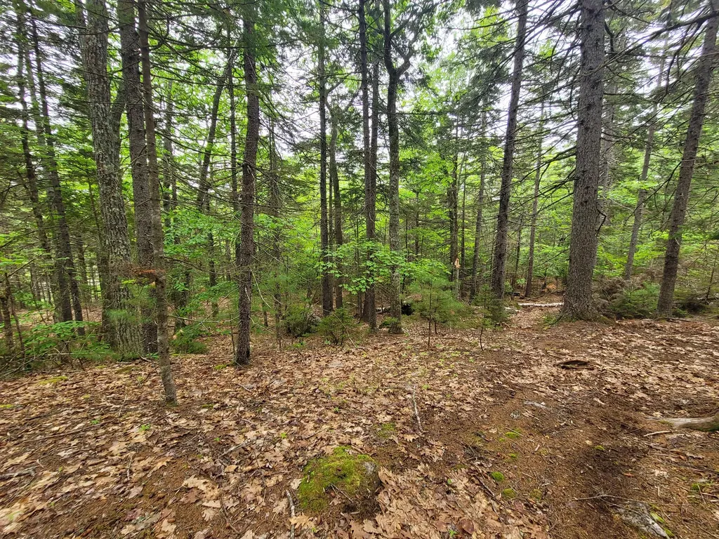 Tbd Grindleville Road Blue Hill ME 04614