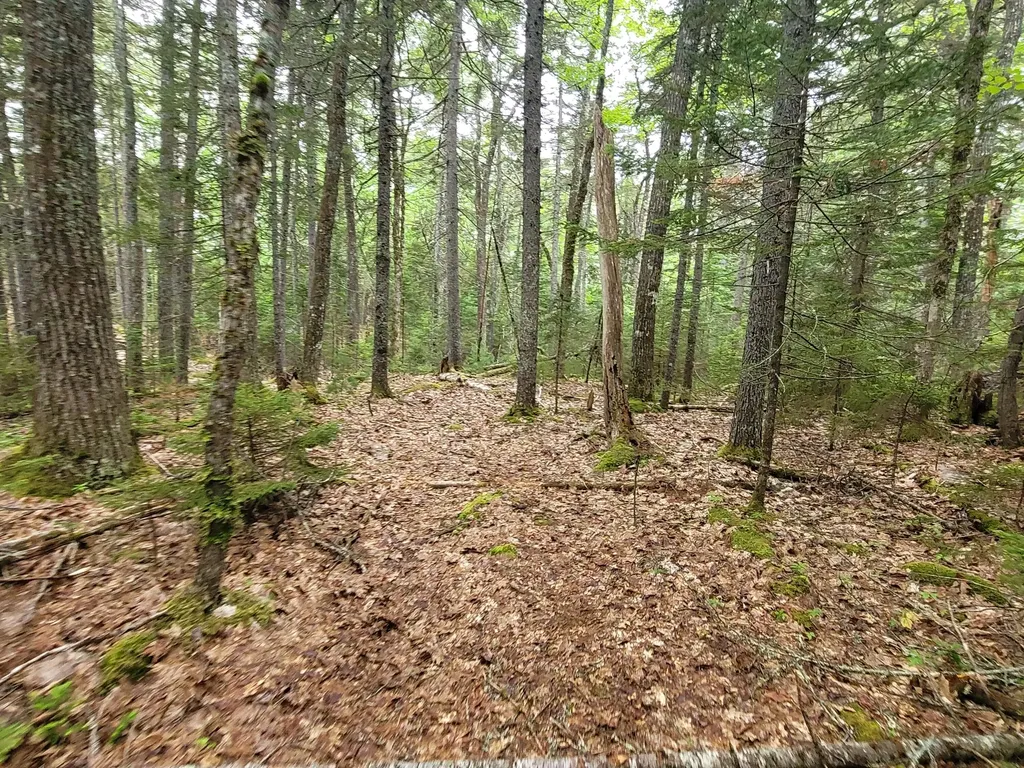 Tbd Grindleville Road Blue Hill ME 04614