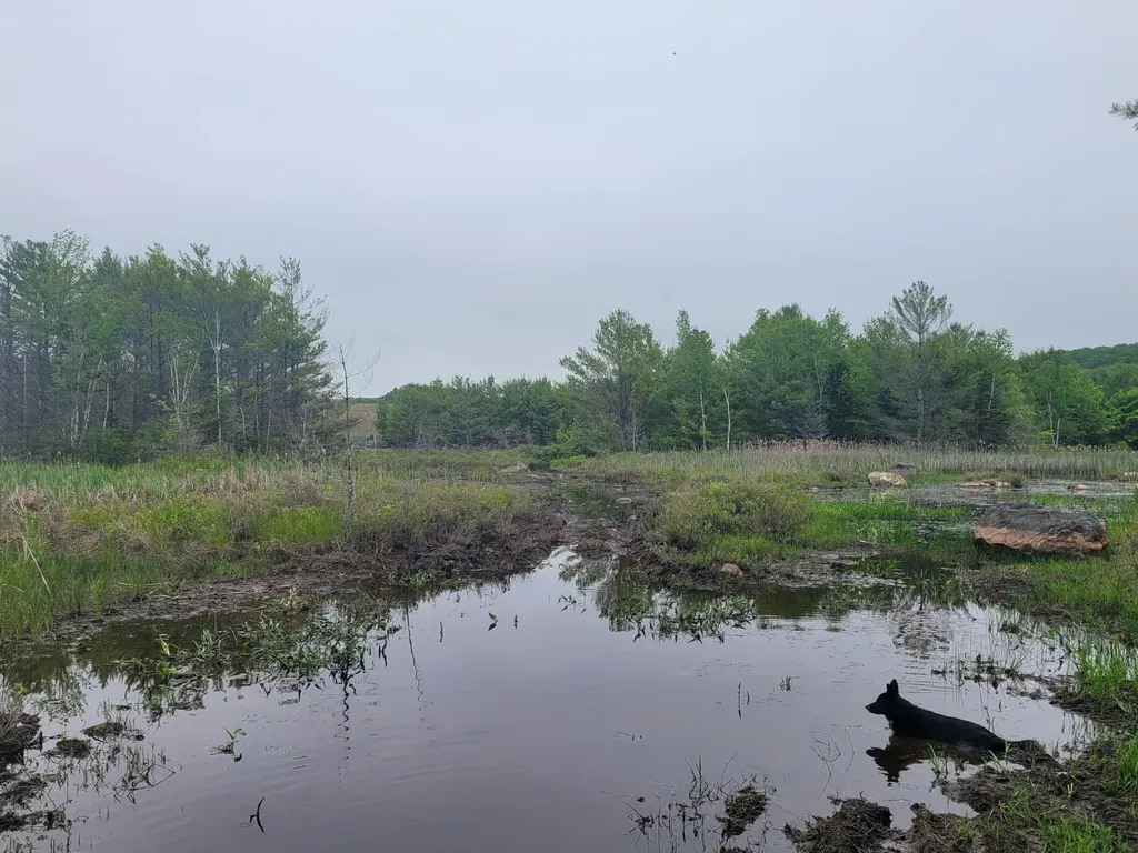 Tbd Grindleville Road Blue Hill ME 04614
