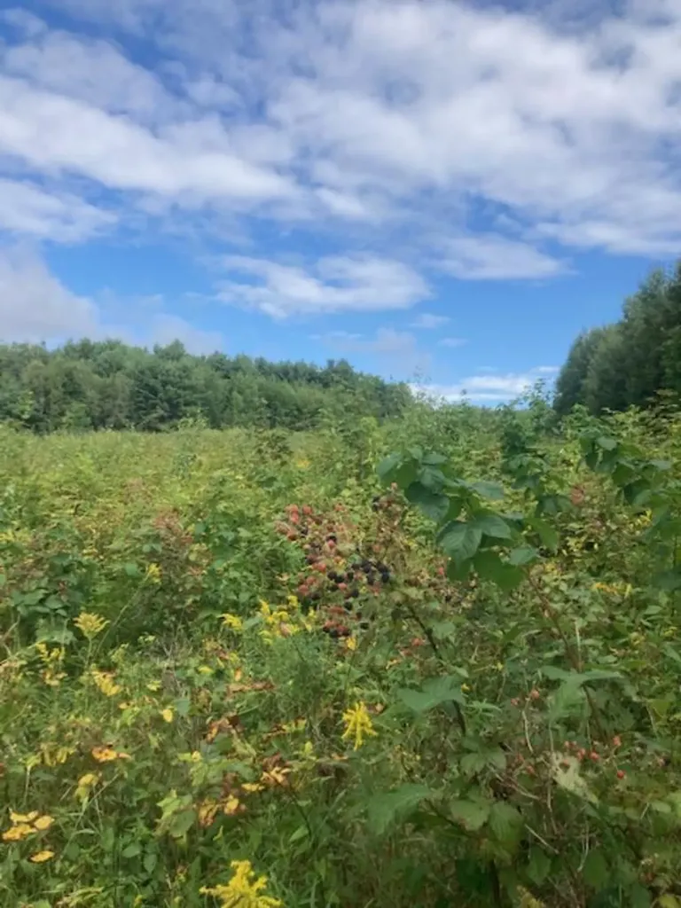 153 Holmes Road Dover-foxcroft ME 04426