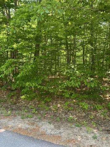 Lot 26 South Beech Road Harrison ME 04040