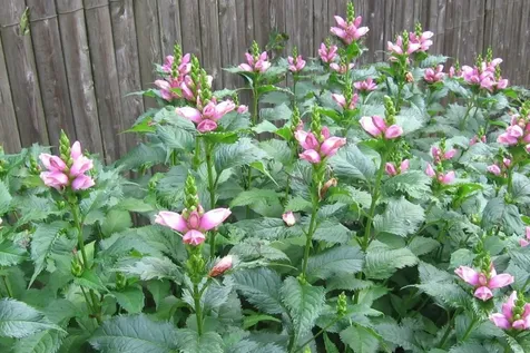 6 Shepherds Way York ME 03909