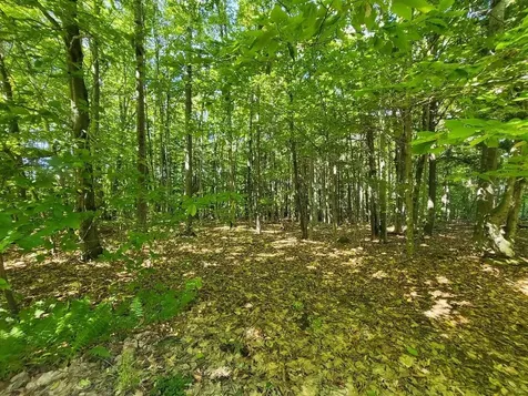 41 Olivewood Circle Wilton ME 04294