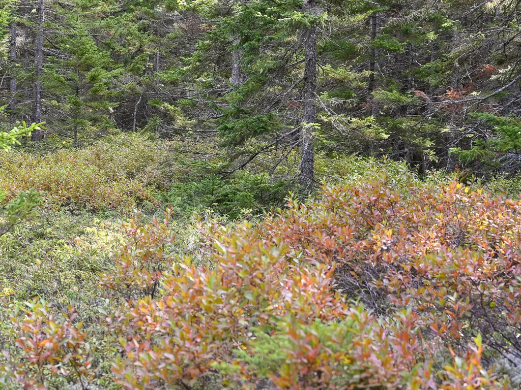 000 Seawall Map/lot 17/11-01 Road Southwest Harbor ME 04679
