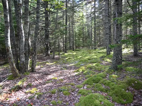 000 Seawall Map/lot 17/11-01 Road Southwest Harbor ME 04679