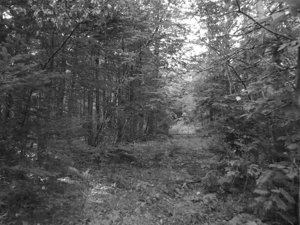 755 N Dexter Road Parkman ME 04443