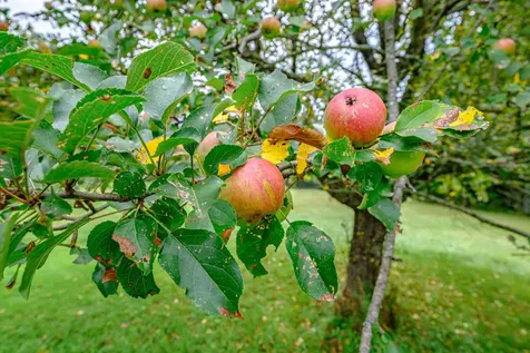 55 Muriel Lane Bethel ME 04217