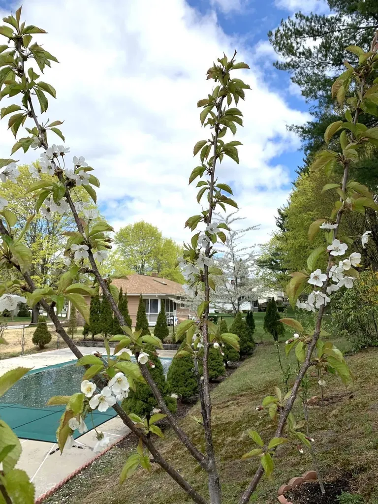 5 Pineland Street Lewiston ME 04240
