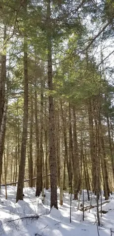 0 NE Northeast Cove Way Ellsworth ME 04605