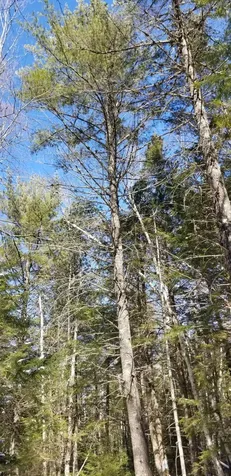 0 NE Northeast Cove Way Ellsworth ME 04605
