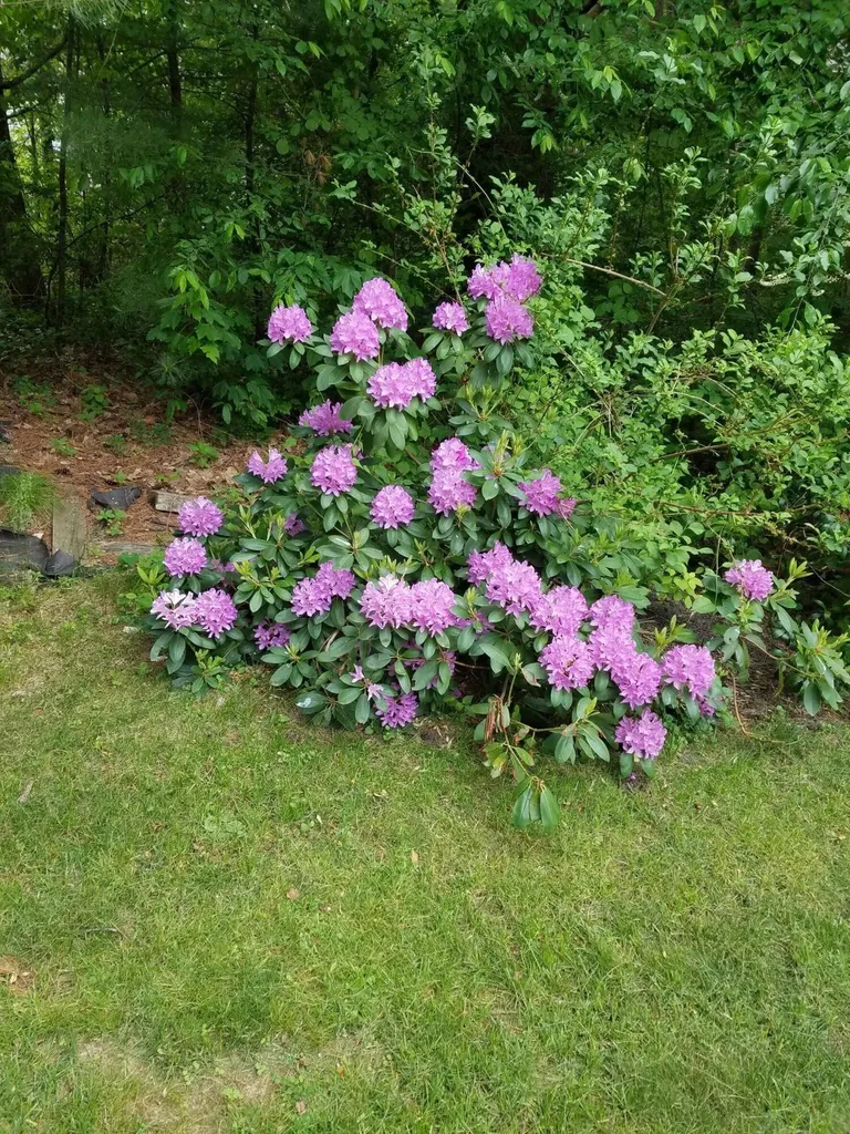 14 Windsor Pines Drive Scarborough ME 04074