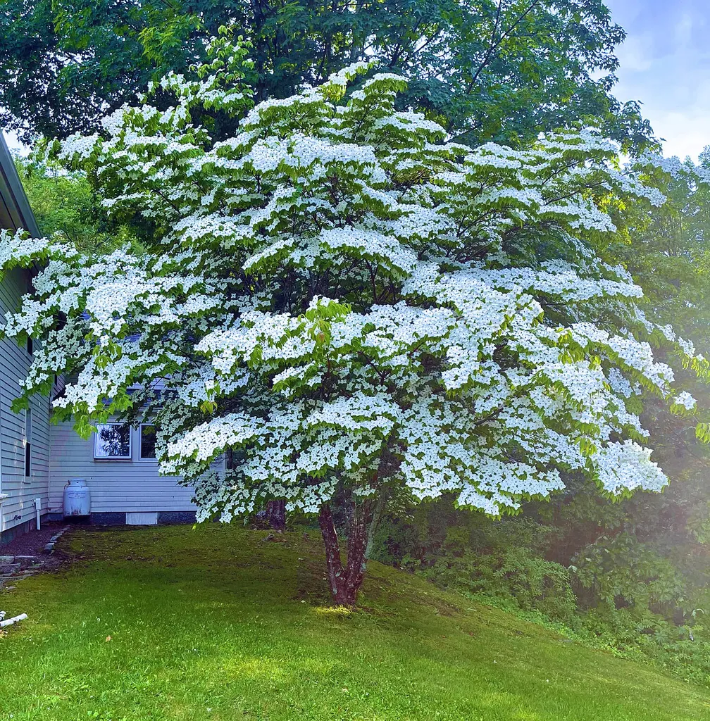 565 Bagaduce Road Brooksville ME 04617