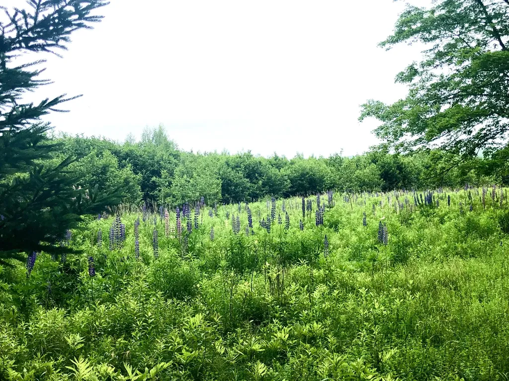 1170 Shore Road Lamoine ME 04605