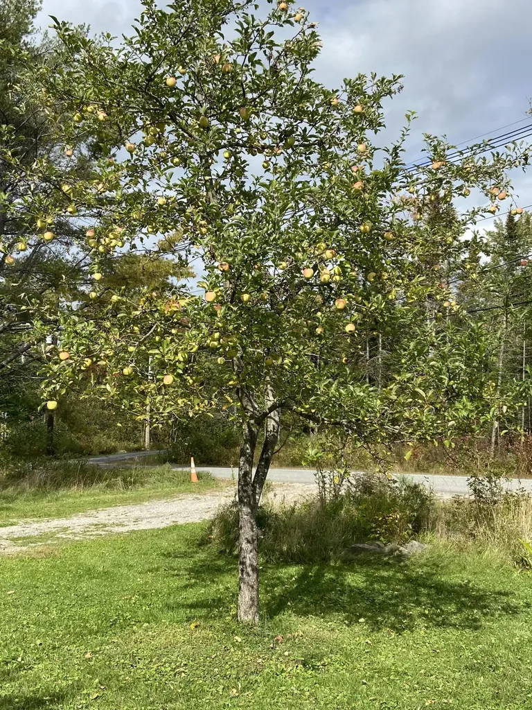 245 Clewleyville Road Eddington ME 04428