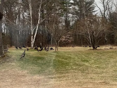 242 Moose Hill Road Jay ME 04239