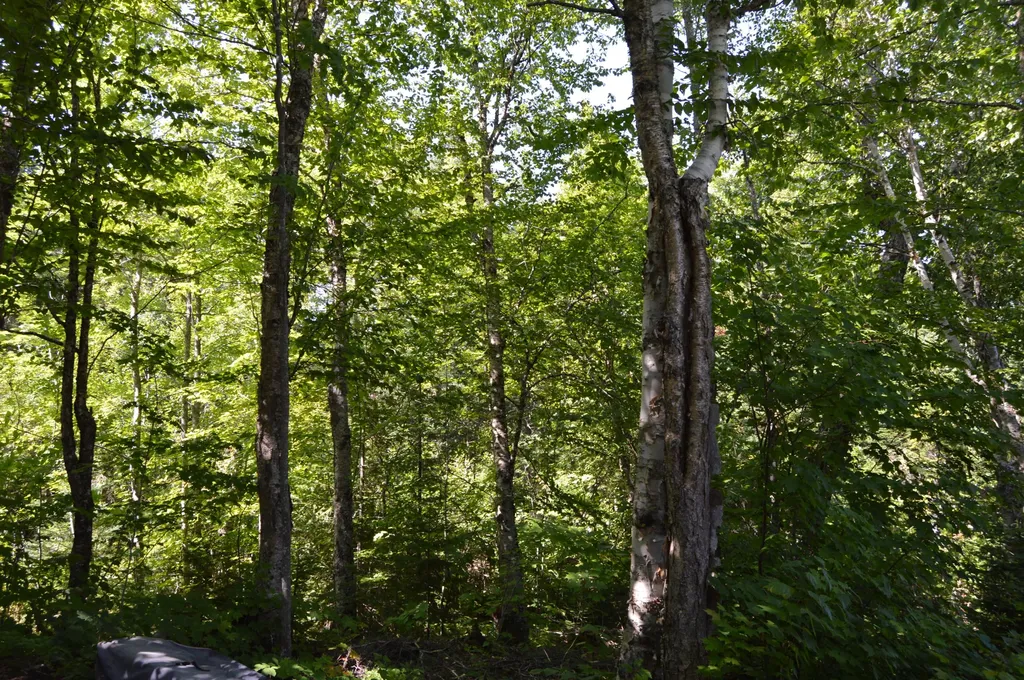 1466 Wilson Mills Road Adamstown Twp ME 04964