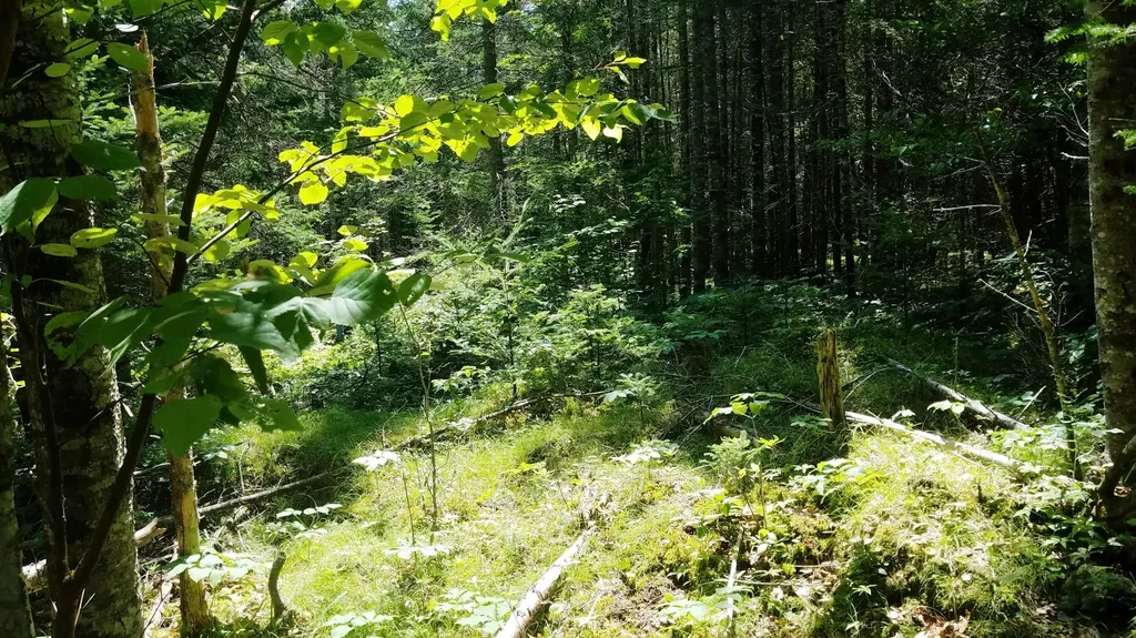 52 Woods Edge Lane Franklin ME 04634