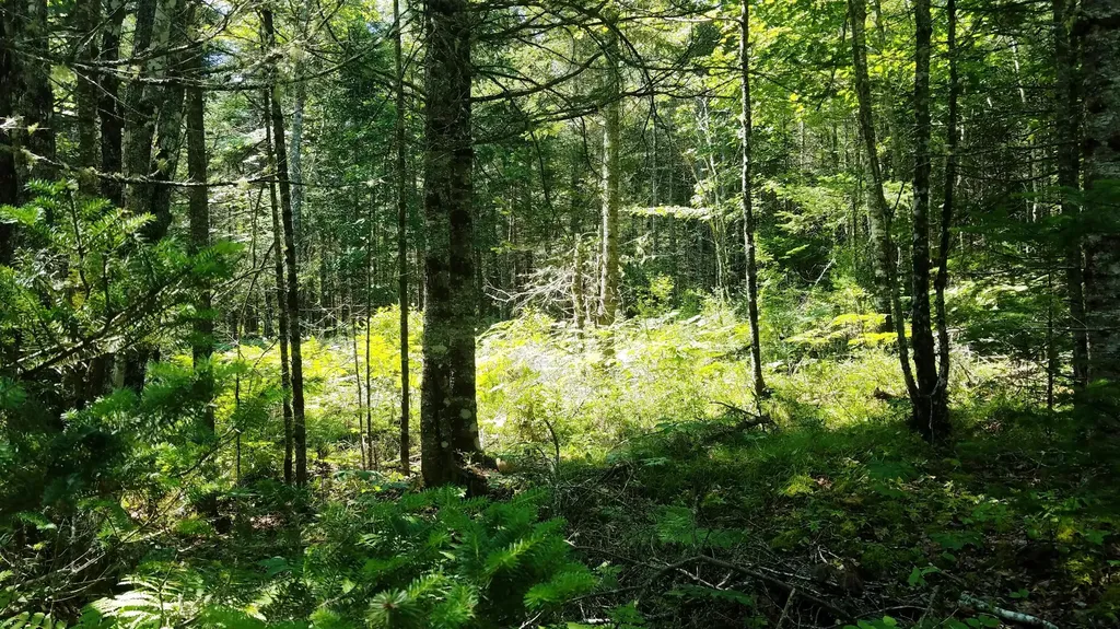 52 Woods Edge Lane Franklin ME 04634