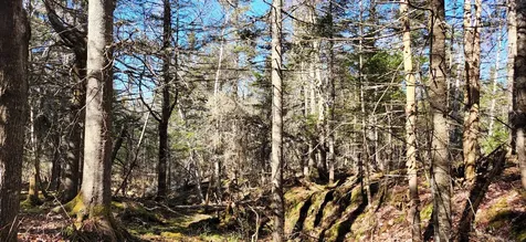 0 Wescogus Road Addison ME 04606