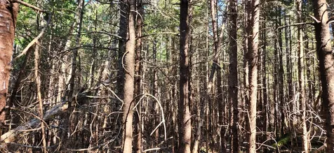 0 Wescogus Road Addison ME 04606