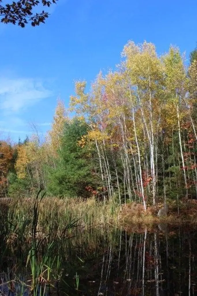 81 Raspberry Lane Bridgton ME 04009