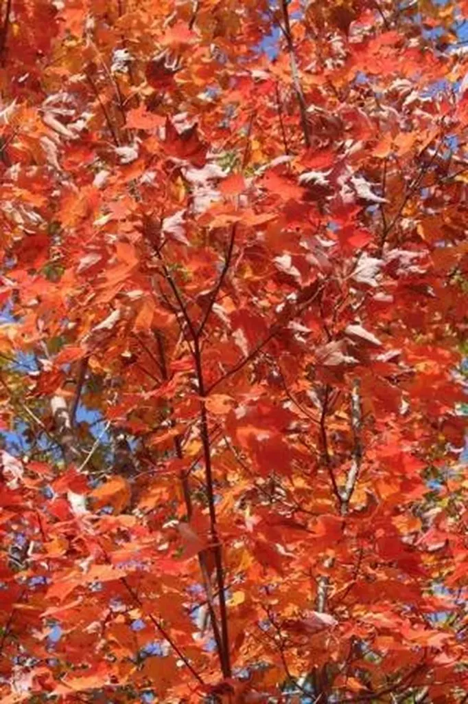 81 Raspberry Lane Bridgton ME 04009
