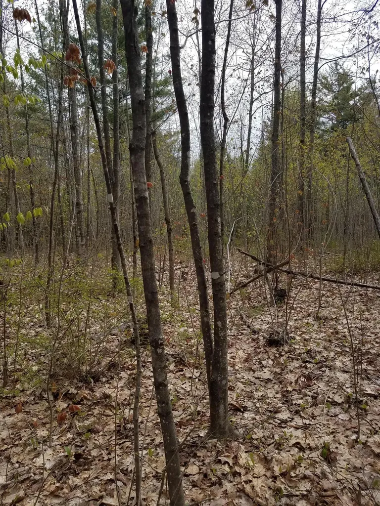 Tbd Us Route 2 New Sharon ME 04955